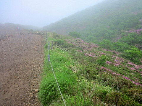 星生山分岐付近2013.6.10