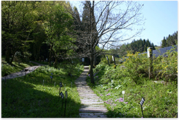 野の花の郷